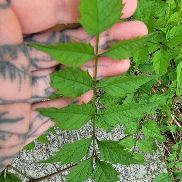 Campsis radicans Leaf