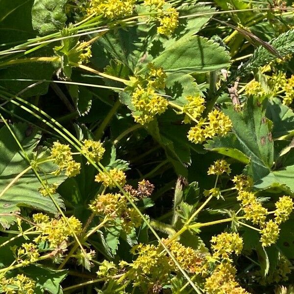 Alchemilla monticola 花