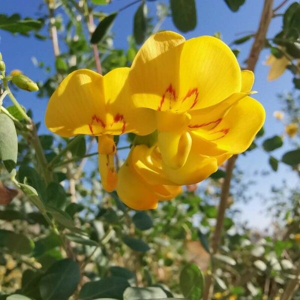 Colutea arborescens Blüte