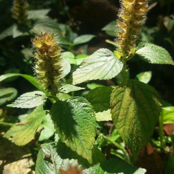 Acalypha alopecuroidea Leaf