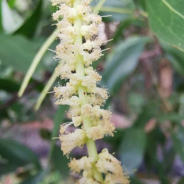 Acacia mangium Flors