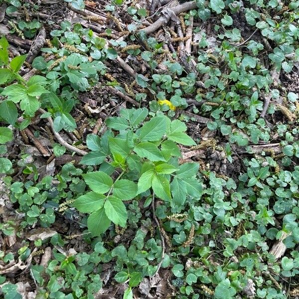 Angelica archangelica Leaf