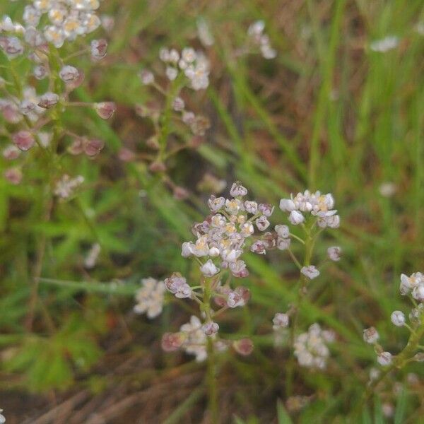 Teesdalia coronopifolia Λουλούδι