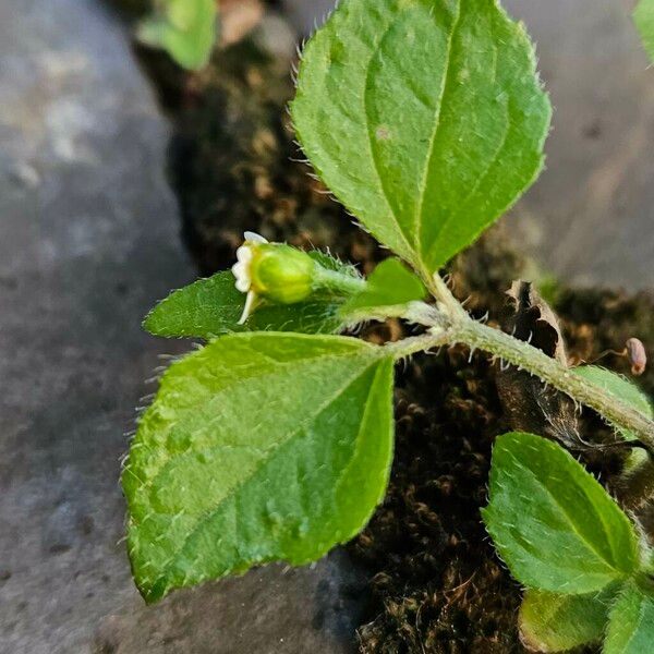 Galinsoga quadriradiata Leaf