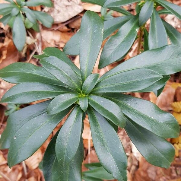 Daphne laureola Folha