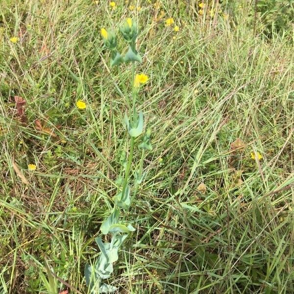 Blackstonia perfoliata Kvet