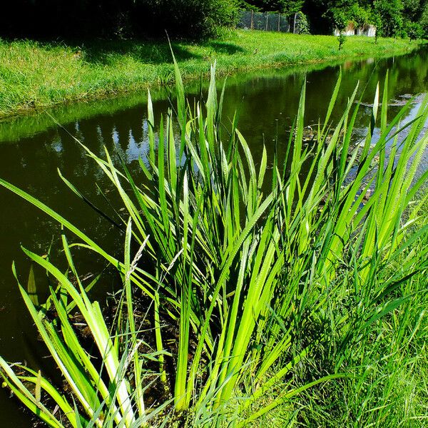 Acorus calamus Elinympäristö