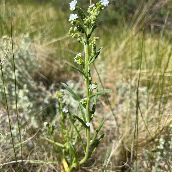 Hackelia floribunda Habit