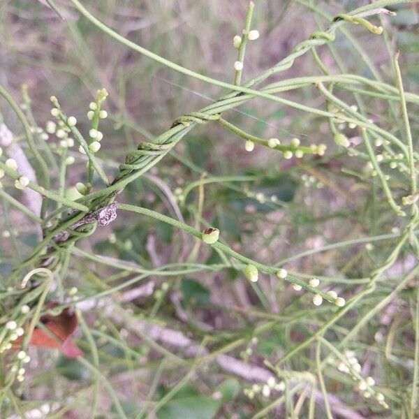 Cassytha filiformis Õis