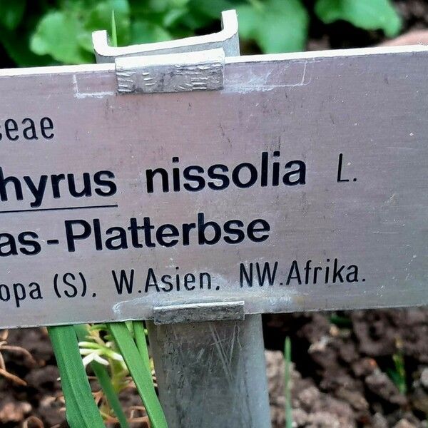 Lathyrus nissolia Beste bat