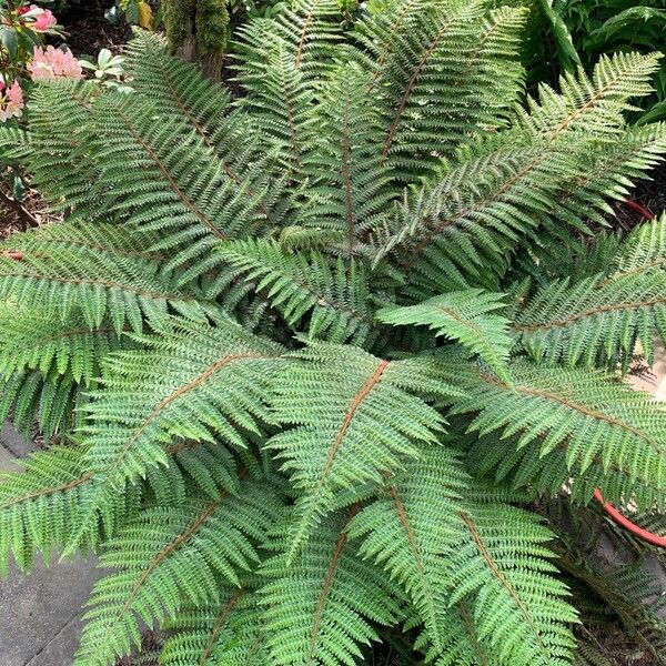 Polystichum luctuosum पत्ता