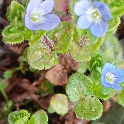 Veronica arvensis Hàbitat