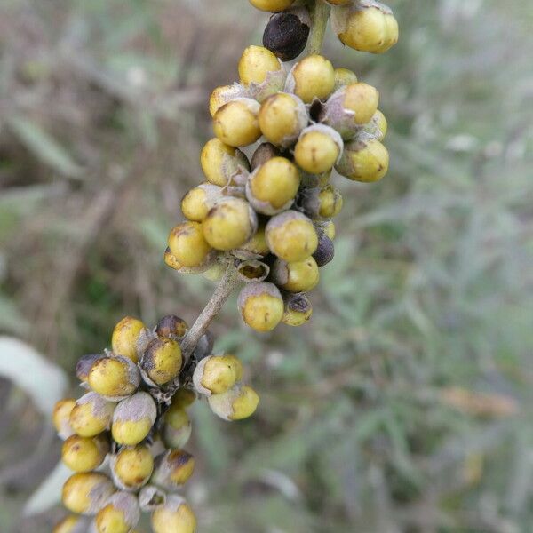 Vitex agnus-castus ᱡᱚ