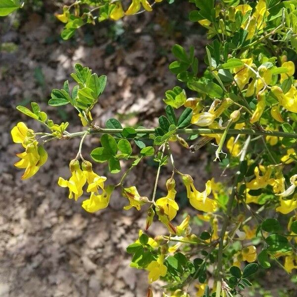 Hippocrepis emerus Flor