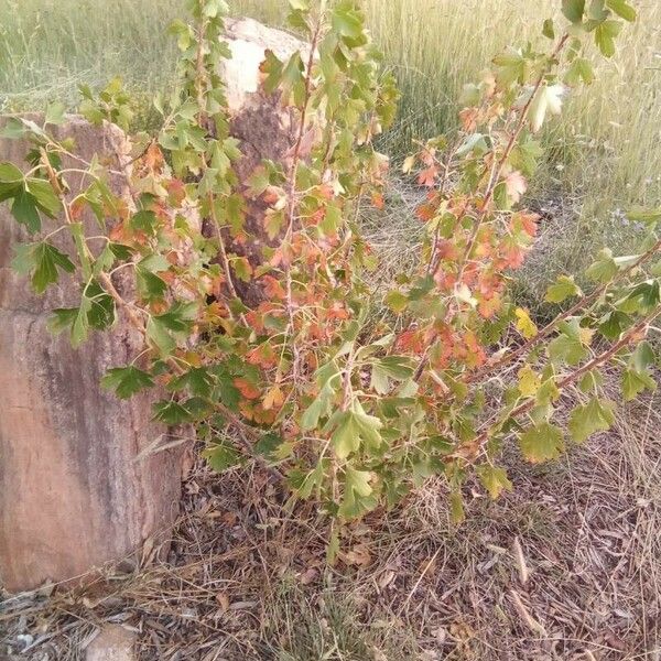 Ribes aureum Levél