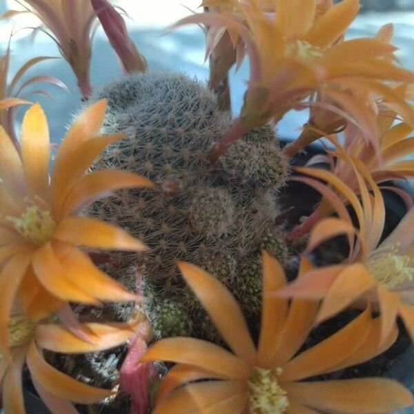 Rebutia albopectinata 葉