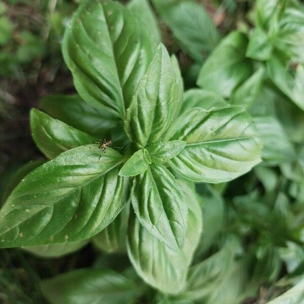 Ocimum basilicum Blad