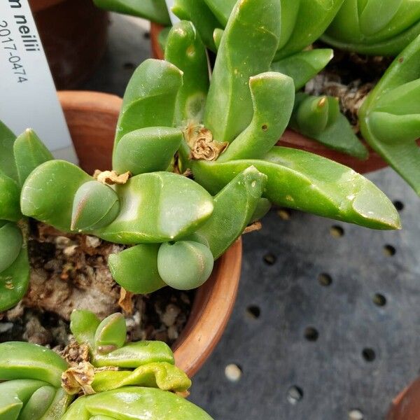 Glottiphyllum neilii Liść