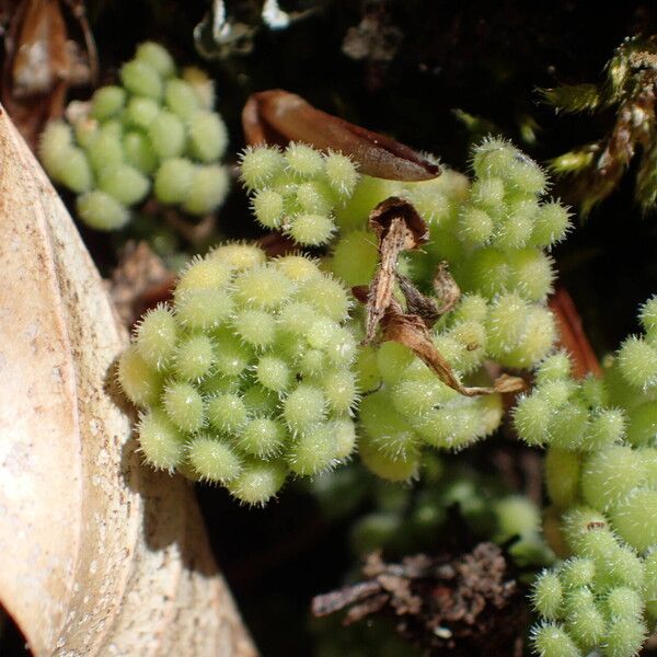 Sedum hirsutum Folha