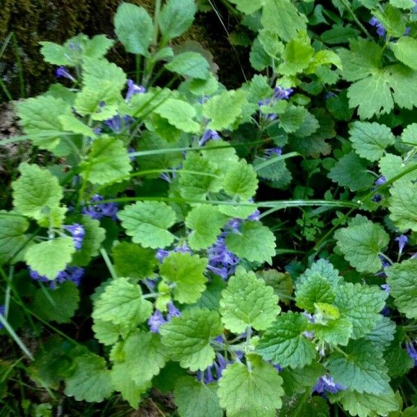 Glechoma hederacea Habit