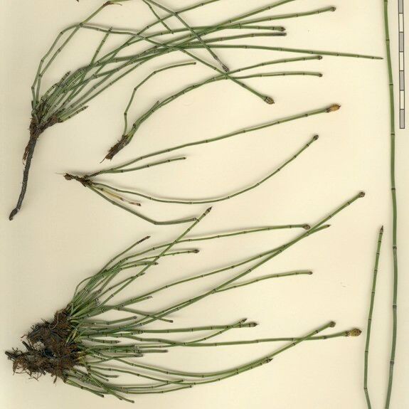 Equisetum variegatum Прочее