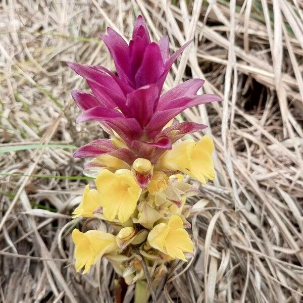 Curcuma aromatica Квітка