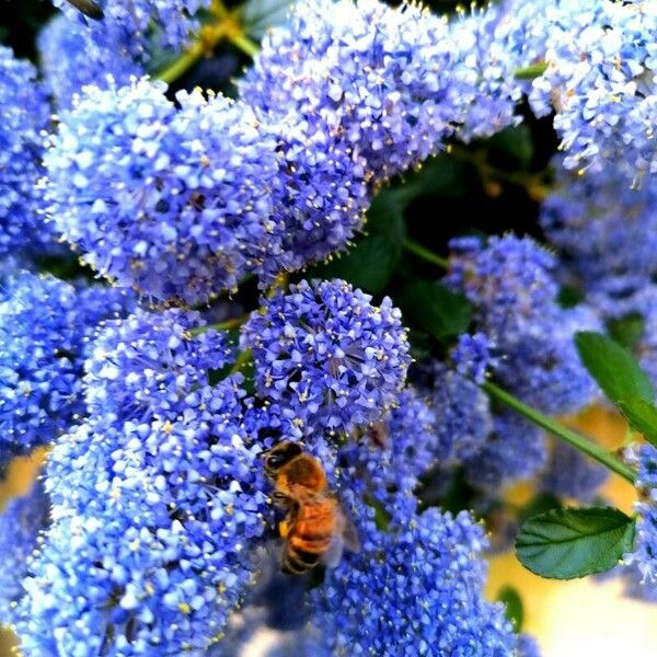 Ceanothus tomentosus Flower