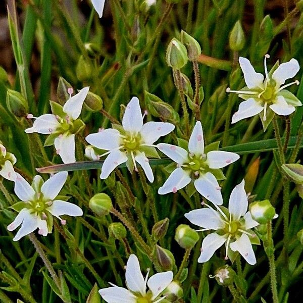 Sabulina verna Flower