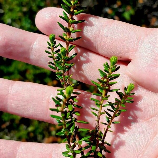 Empetrum nigrum Folha