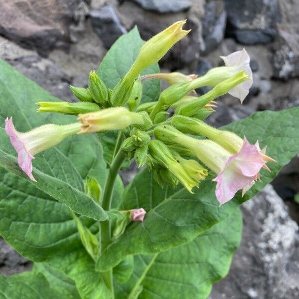 Nicotiana tabacum Інше