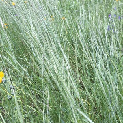 Aegilops cylindrica Habit