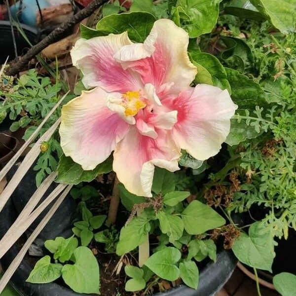 Hibiscus mutabilis Fiore