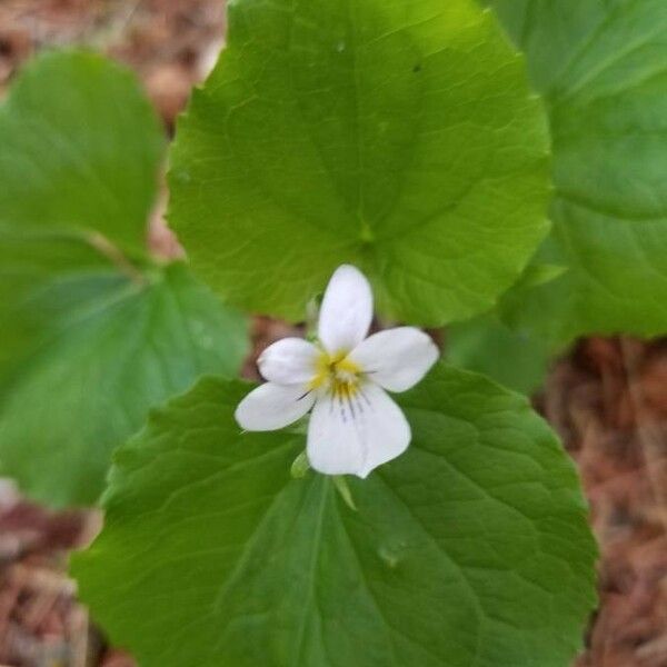 Viola canadensis Fiore