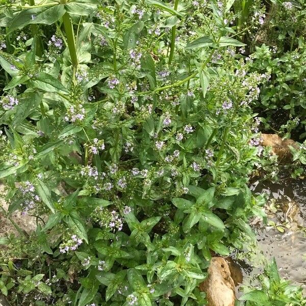 Veronica anagallis-aquatica Лист