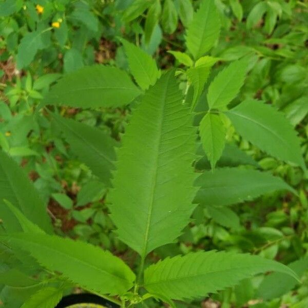 Bidens frondosa Levél