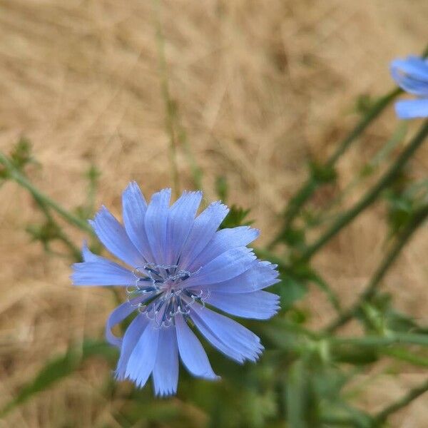 Cichorium endivia 花