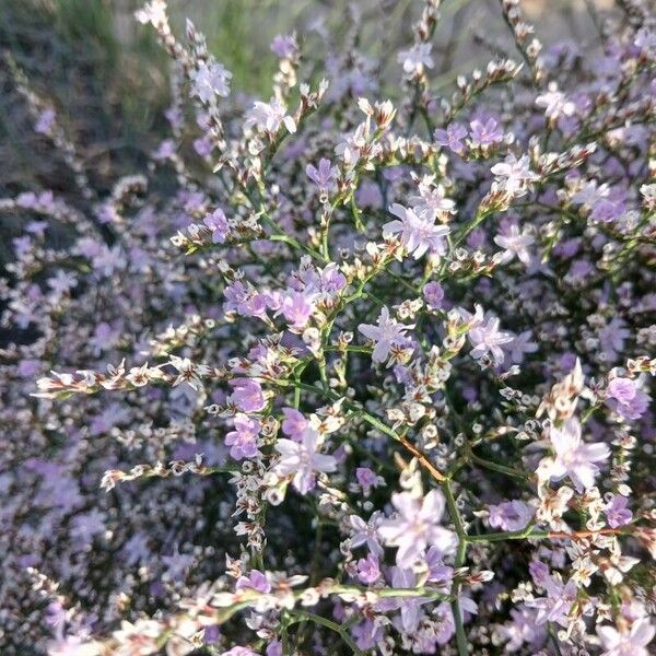 Limonium echioides Цветок