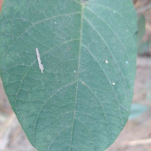 Centrosema pubescens Blad