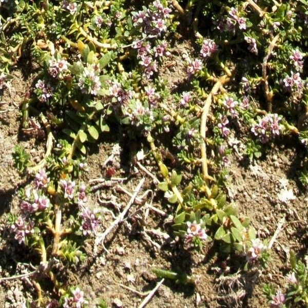 Lysimachia maritima Цвят