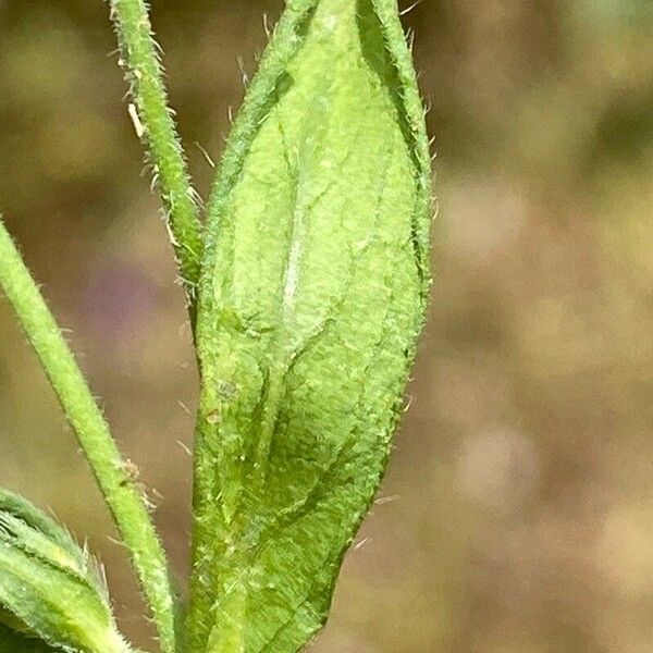 Knautia integrifolia Folha