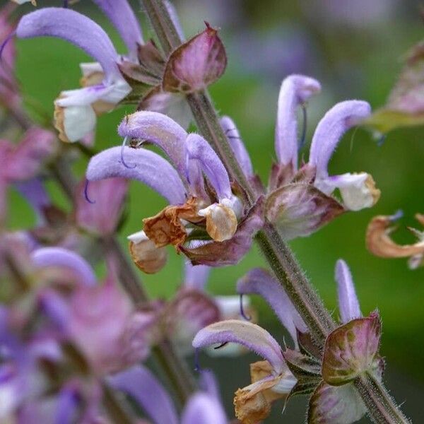 Salvia sclarea Blüte