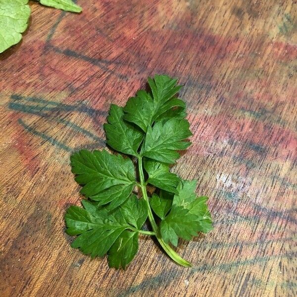 Anthriscus cerefolium Feuille