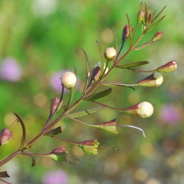 Agalinis tenuifolia Çiçek