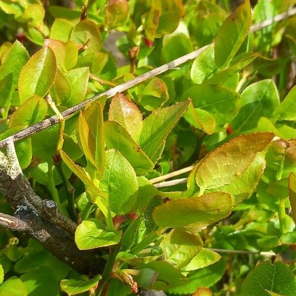 Vaccinium myrtillus Leaf