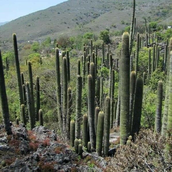 Cephalocereus senilis Fulla