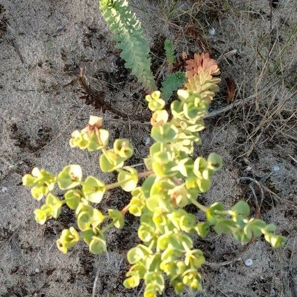 Euphorbia paralias Цветок