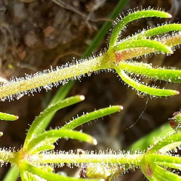 Spergula arvensis Ліст