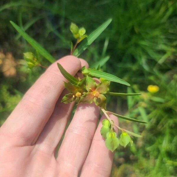 Ludwigia alternifolia Ліст