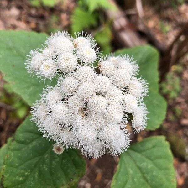 Ageratina adenophora Кветка