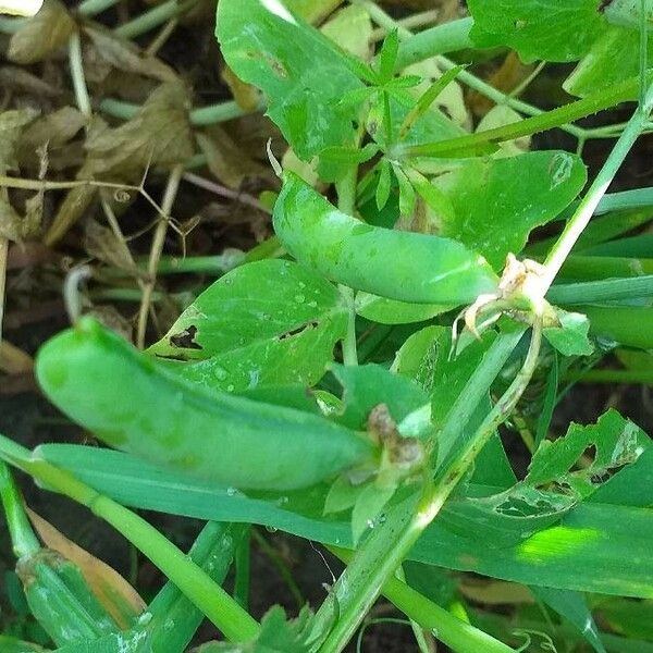 Lathyrus oleraceus ഫലം